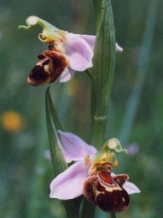 Ophrys apifera